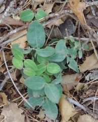 Lonicera biflora