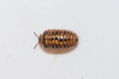 Glomeris transalpina