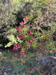 Leptecophylla oxycedrus