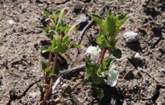 Acanthomintha ilicifolia