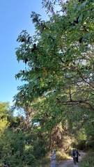 Gleditsia amorphoides