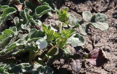 Acanthomintha ilicifolia