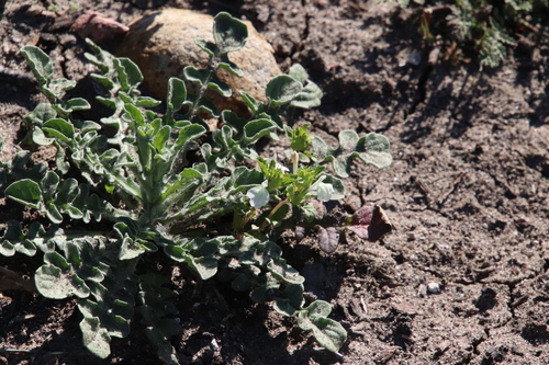 Image of Acanthomintha ilicifolia by (c) Millie Basden, some rights reserved (CC BY)