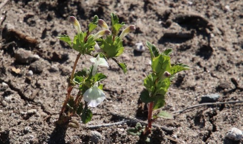 Image of Acanthomintha ilicifolia by (c) Millie Basden, some rights reserved (CC BY)