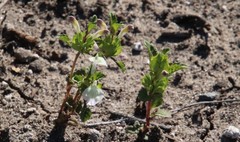 Acanthomintha ilicifolia