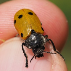 Lachnaia sexpunctata