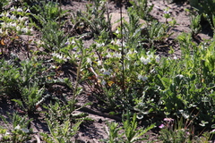 Acanthomintha ilicifolia