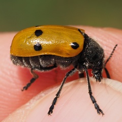 Lachnaia sexpunctata