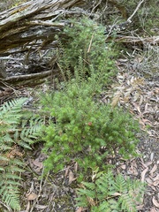 Leptecophylla oxycedrus