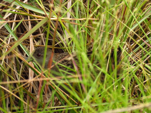 Ash-throated Crake (Mustelirallus albicollis), photo 4