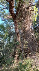 Chloroleucon tenuiflorum