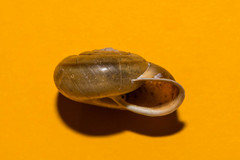 Campylaea illyrica