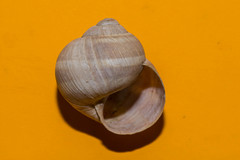 Helix cincta