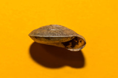 Aegopis gemonensis