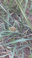 Ananas comosus bracteatus