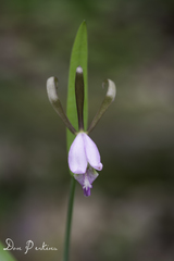 Cleistesiopsis bifaria