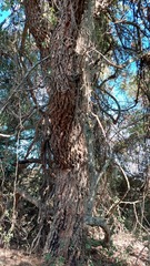 Chloroleucon tenuiflorum