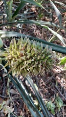 Ananas comosus bracteatus