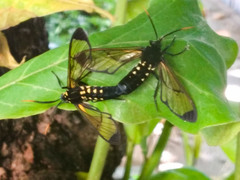 Isanthrene incendiaria