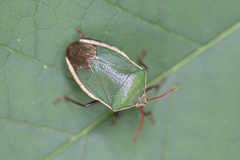 Edessa rufomarginata