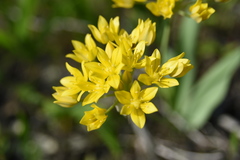 Allium moly