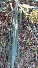 Ananas comosus bracteatus