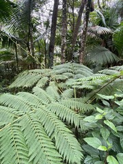 Cyathea cunninghamii