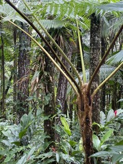 Cyathea cunninghamii