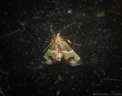 Arescoptera idiotypa