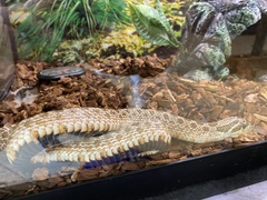 Heterodon