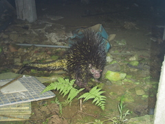 Coendou bicolor