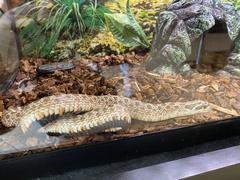 Heterodon