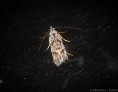 Oxythecta hieroglyphica