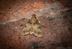 Stericta chlorophoena