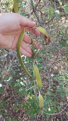Tanaecium dichotomum