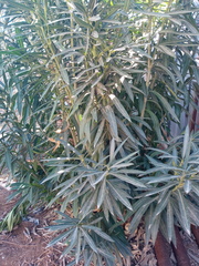 Nerium oleander