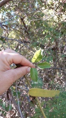 Tanaecium dichotomum