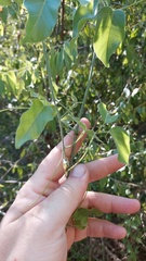 Tanaecium dichotomum
