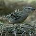 Great Bowerbird - Photo (c) ecologyweb, some rights reserved (CC BY-NC-ND)