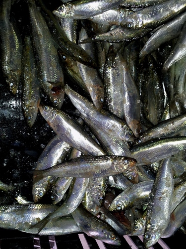 Sardinella aurita