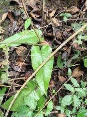 Neocheiropteris ovata
