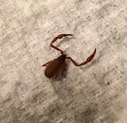 House Pseudoscorpion