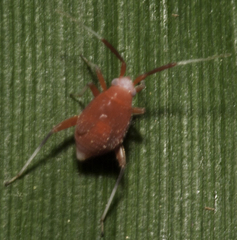 Coccobaphes frontifer