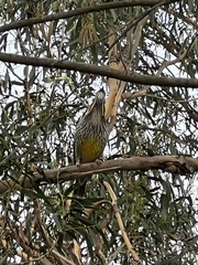 Anthochaera paradoxa paradoxa