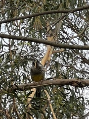 Anthochaera paradoxa paradoxa