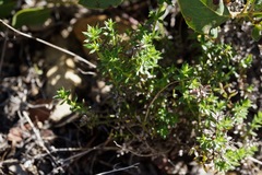 Galium cliftonsmithii