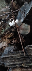 Agaricomycetes