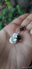 Agaricomycetes