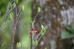 Louteridium donnell-smithii