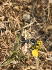 Heliothodes diminutiva